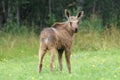 Elk Calf, Melbu, Hadseloya Island, Lofoten Archipelago, Norway Royalty Free Stock Photo