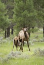 Elk Calf Nursing in Meadow Royalty Free Stock Photo
