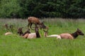 Elk in California Royalty Free Stock Photo