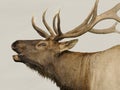 Elk Call Royalty Free Stock Photo