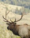 Elk Calling Royalty Free Stock Photo