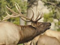 Elk Calling Royalty Free Stock Photo