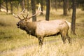 Elk Calling Royalty Free Stock Photo