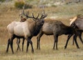 Elk Calling