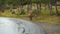 Elk Calve in Yellowstone National Park