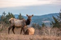 Elk on the Cascade Head Preserve on the Oregon Coast Royalty Free Stock Photo