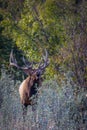 Elk (Cervus canadensis) bugling in the forest Royalty Free Stock Photo
