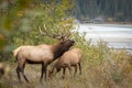 Elk (Cervus canadensis) bugling next to the river in the forest Royalty Free Stock Photo