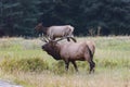 Elk (Cervus canadensis) Royalty Free Stock Photo