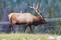 Elk (Cervus canadensis) Royalty Free Stock Photo