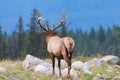 Elk (Cervus canadensis) Royalty Free Stock Photo