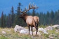 Elk (Cervus canadensis) Royalty Free Stock Photo