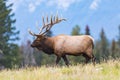 Elk (Cervus canadensis) Royalty Free Stock Photo