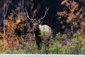Elk (Cervus canadensis) Royalty Free Stock Photo