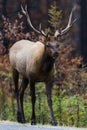 Elk (Cervus canadensis) Royalty Free Stock Photo