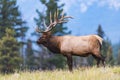 Elk (Cervus canadensis) Royalty Free Stock Photo