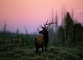 Elk (Cervus canadensis), Wyoming Royalty Free Stock Photo