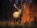 Elk (Cervus canadensis) Wyoming Royalty Free Stock Photo