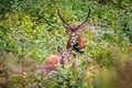 Elk Cervus elaphus male and female Royalty Free Stock Photo