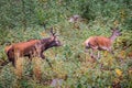 Elk Cervus elaphus male and female Royalty Free Stock Photo