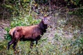 Elk Cervus elaphus running Royalty Free Stock Photo