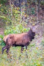 elk Cervus elaphus portrait Royalty Free Stock Photo