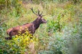 Elk Cervus elaphus running in forest Royalty Free Stock Photo