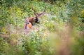 Elk Cervus elaphus male and female Royalty Free Stock Photo