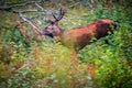 Elk Cervus elaphus running in forest Royalty Free Stock Photo