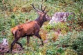 Elk Cervus elaphus running Royalty Free Stock Photo