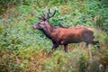 Elk Cervus elaphus running Royalty Free Stock Photo