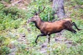 Elk Cervus elaphus running Royalty Free Stock Photo