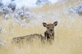 Elk (Cervus elaphus) wapiti, female, looking at camera.