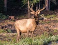 Elk of The Colorado Rocky Mountains