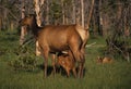 Elk Cow with Calf Royalty Free Stock Photo