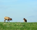 Elk cow and calf Royalty Free Stock Photo