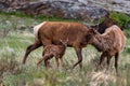 An Elk Cow and calf in a Mountain Meadow Royalty Free Stock Photo