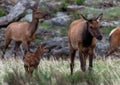 An Elk Cow and calf in a Mountain Meadow Royalty Free Stock Photo