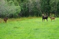 Elk Cow and Calves, Melbu, Hadseloya Island, Lofoten Archipelago, Norway Royalty Free Stock Photo