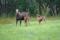 Elk Cow and Calves, Melbu, Hadseloya Island, Lofoten Archipelago, Norway Royalty Free Stock Photo