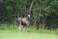 Elk Cow between Steinvollen and Loding or road 17, Norland County, Norway