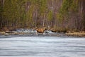 Elk crosses a small spring river