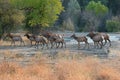 Elk crossing. Royalty Free Stock Photo