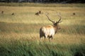 Elk crossing road, Yellowstone National Park, WY