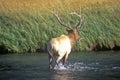 Elk Crossing water, Yellowstone National Park, WY