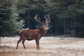 Elk Deer. Mature Stag With Big Gorgeous Heavy Horns Stands Under The Hanging Branches At Background Of Old Pine Forest. Artistic S Royalty Free Stock Photo