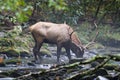 Elk Drinking Water