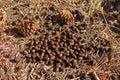 Elk droppings on the forest floor. Royalty Free Stock Photo