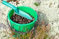 Elk droppings picked in bucket in the forest Royalty Free Stock Photo