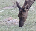 Elk eating grass close up Face shot only Royalty Free Stock Photo